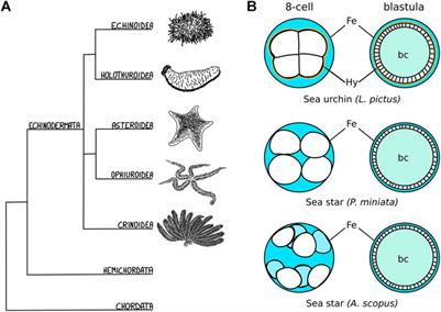 Live imaging of echinoderm embryos to illuminate evo-devo